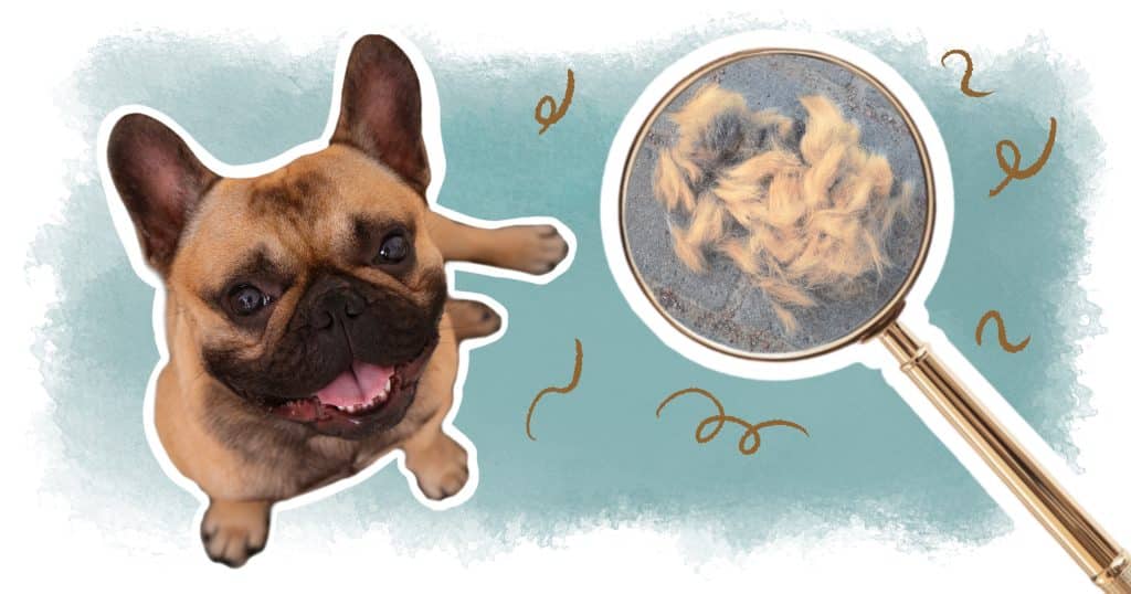 illustration article mue chez le chien, perte des poils,