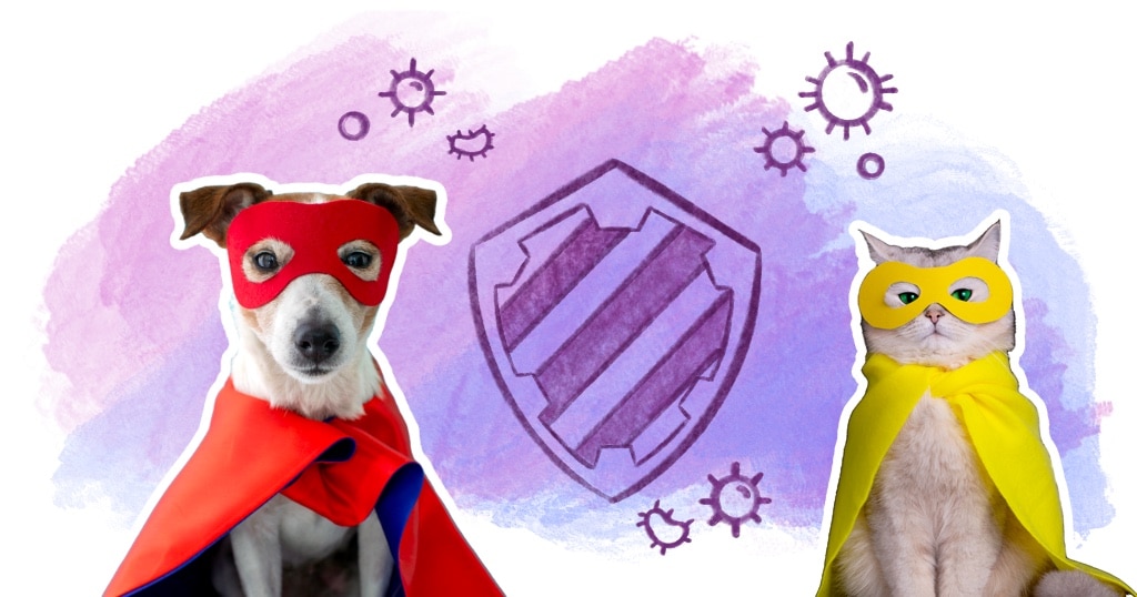 illustration blog article système immunitaire défenses naturelles et allergies chien chat