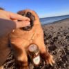 friandises naturelles 100% viande de dinde chiens et chats