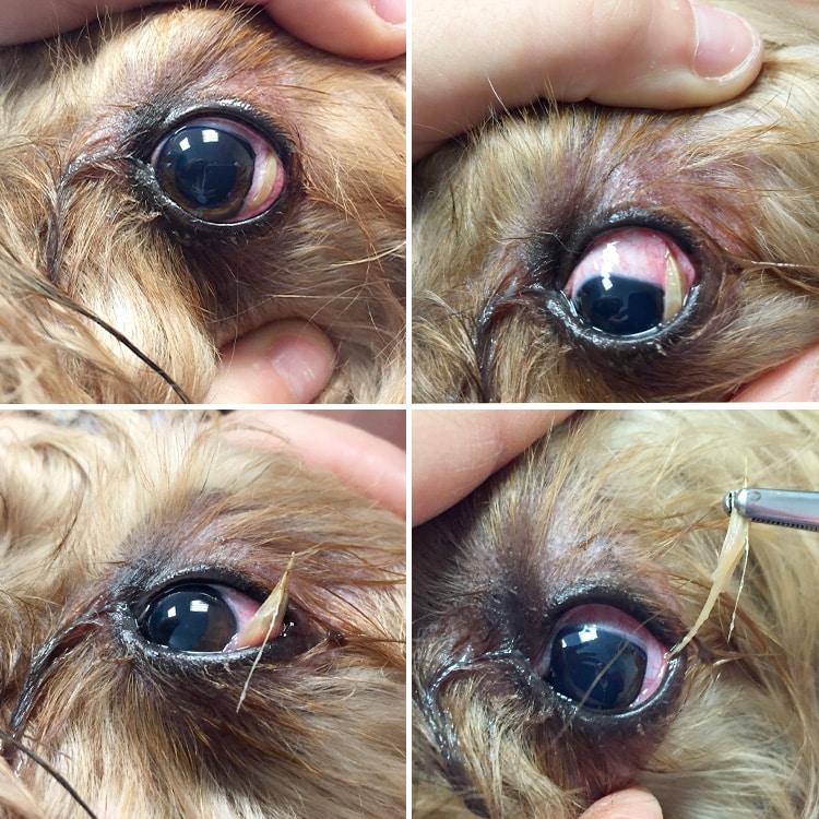 photo épillet chien yeux