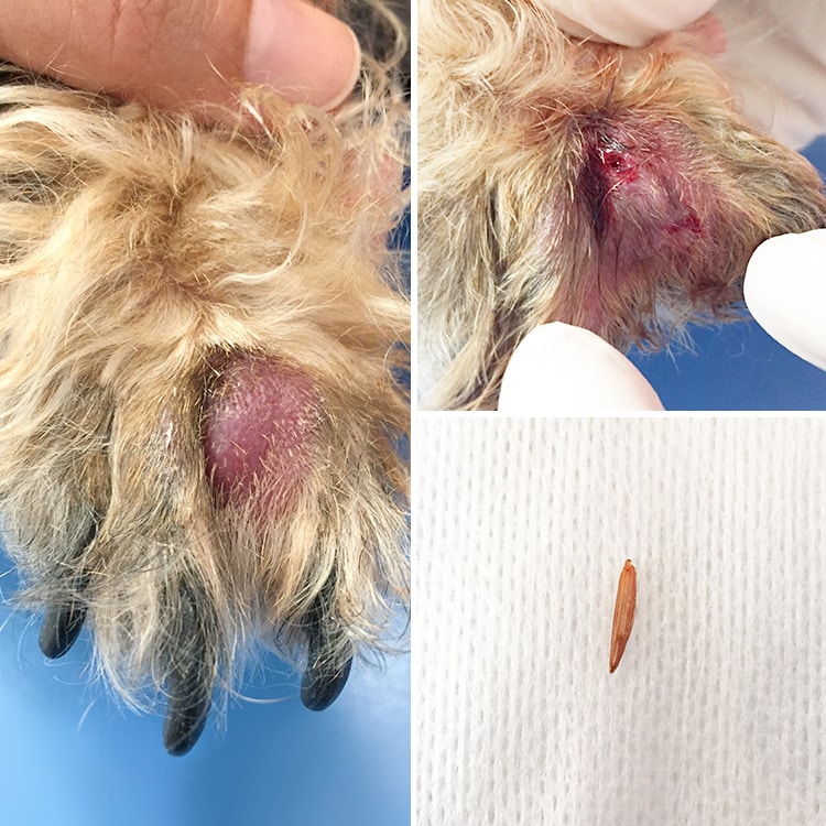 photo épillet chien patte