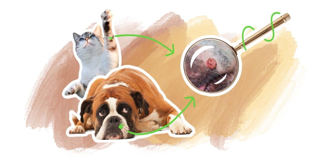 illustration chien chat verrue
