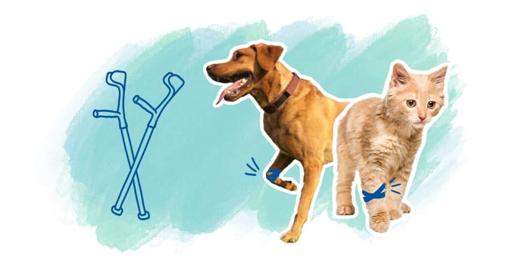 illustration chien chat boite