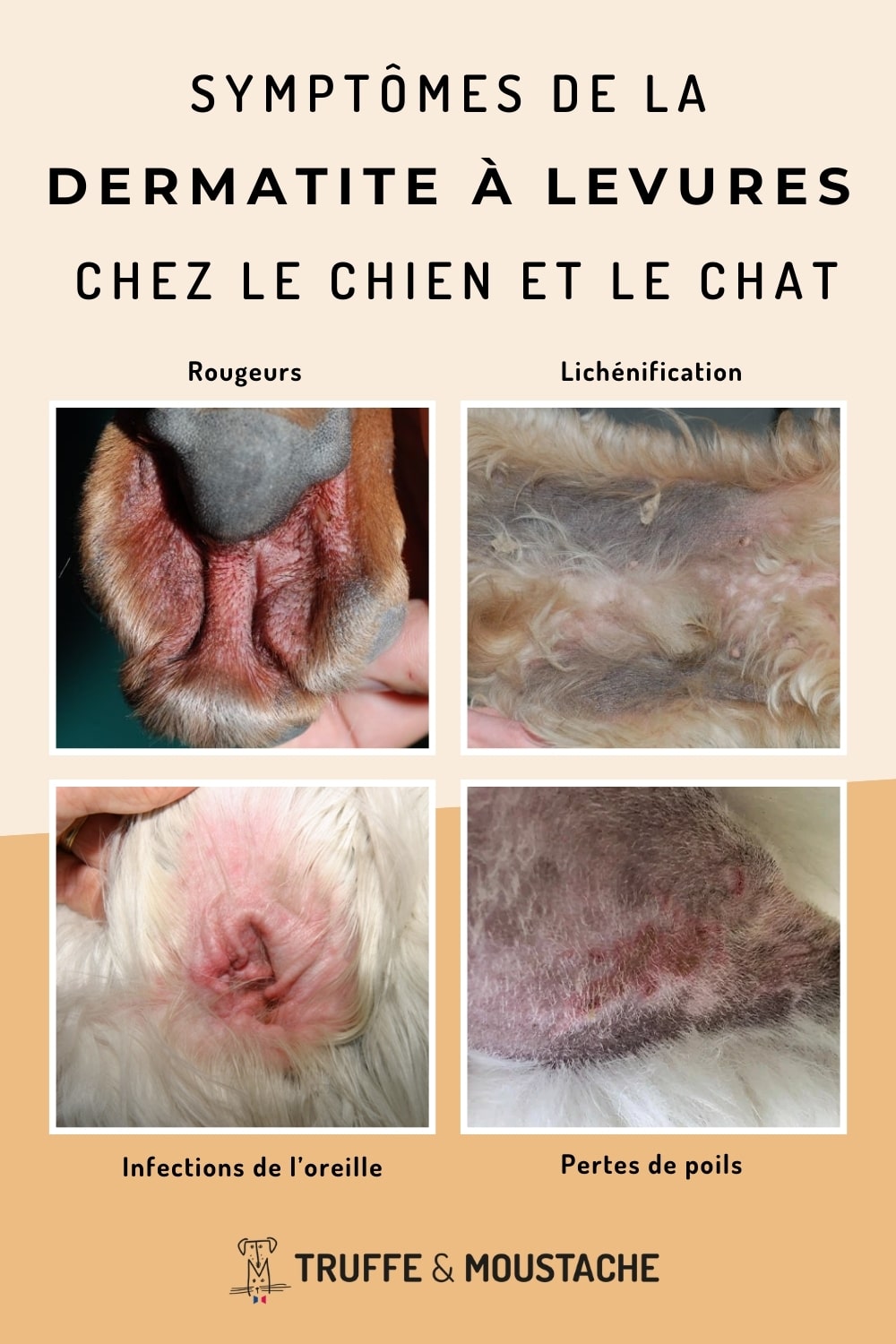 infographie symptômes dermatite à levures chez le chien