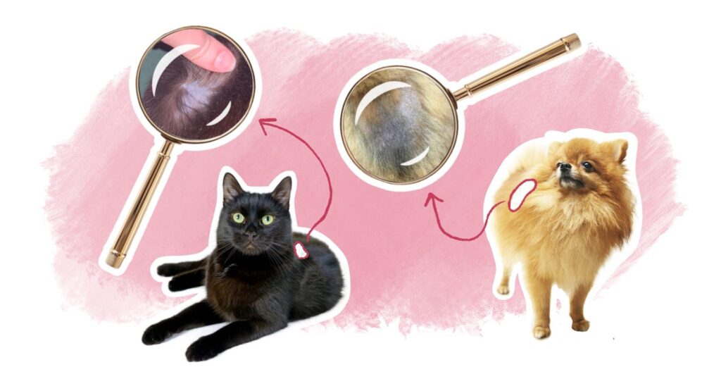 illustration article alopécie chien chat