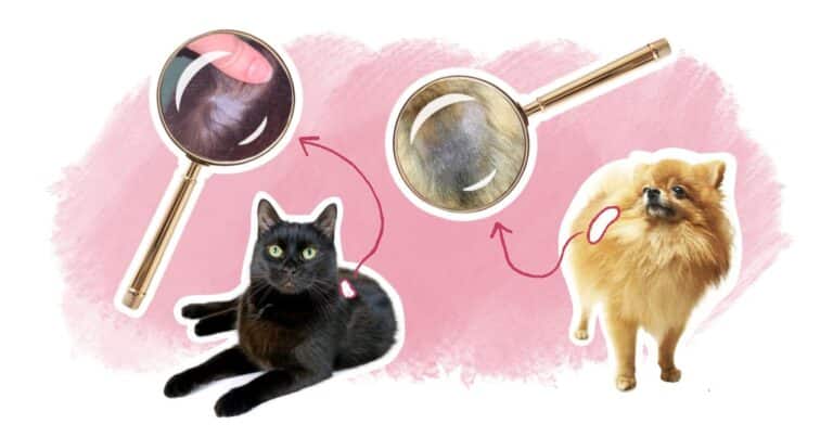 illustration article alopécie chien chat