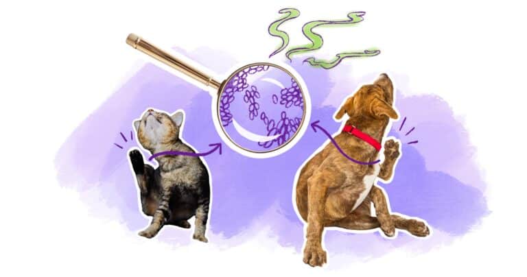 illustration article dermatite à levures chien