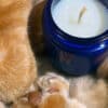 bougie parfumée odeur coussinets des chiens et chats, pain chaud et popcorn nature