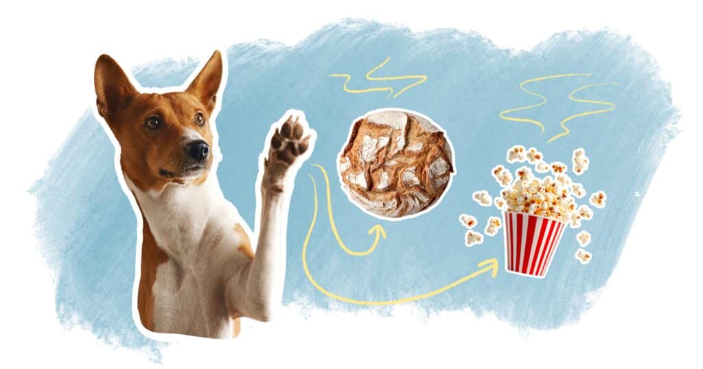 illustration article odeur coussinets chiens chats popcorn pain chaud