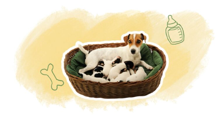 illustration article blog chienne allaitante soins précautions risques