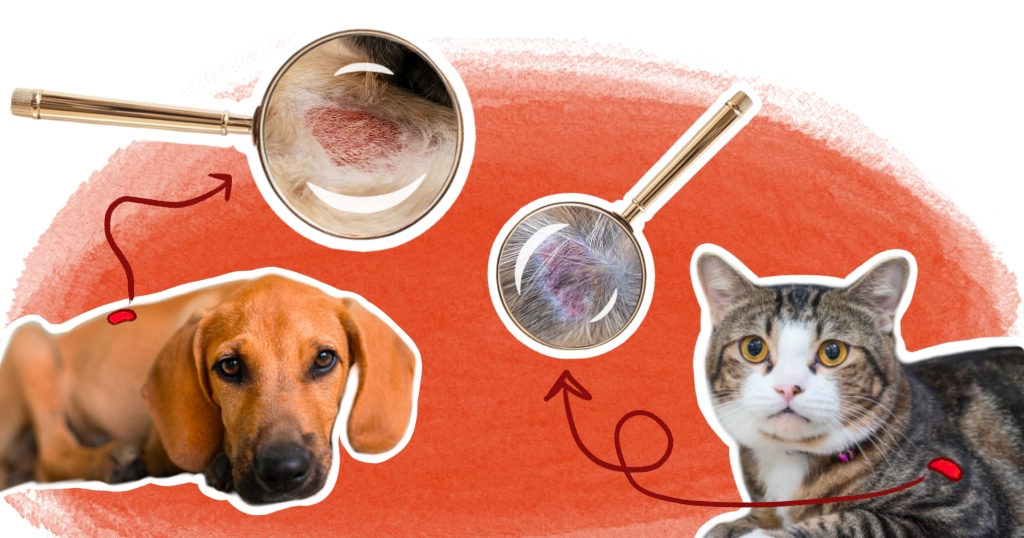 illustration article hot spot chez le chien et le chat dermatite pyotraumatique