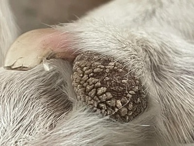 hyperkératose chien coussinet