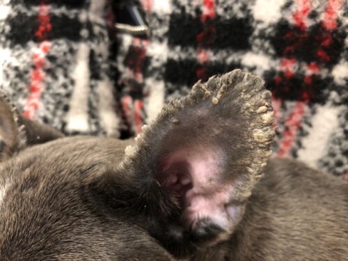 hyperkératose chien oreilles