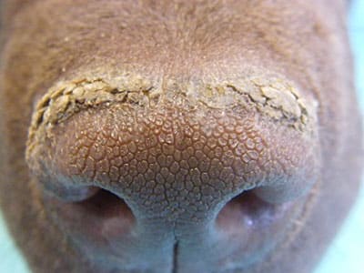 hyperkératose chien truffe