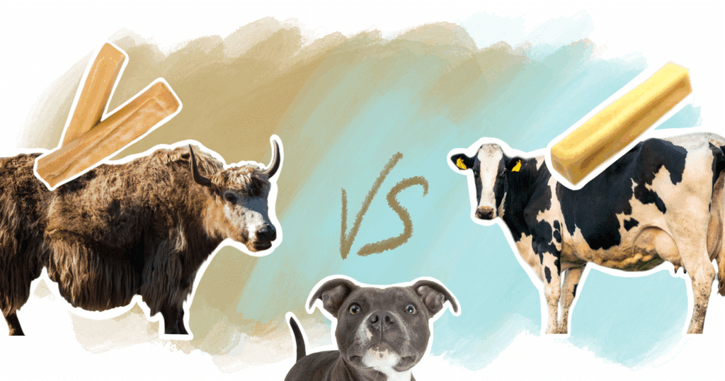 Fromage à mâcher pour chien au lait de vache ou lait de yak : comparatif