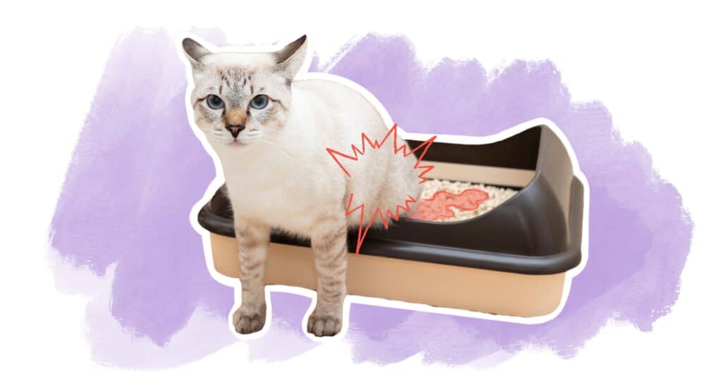article blog infection urinaire ou cystite chez le chat : symptômes, causes et solutions naturelles