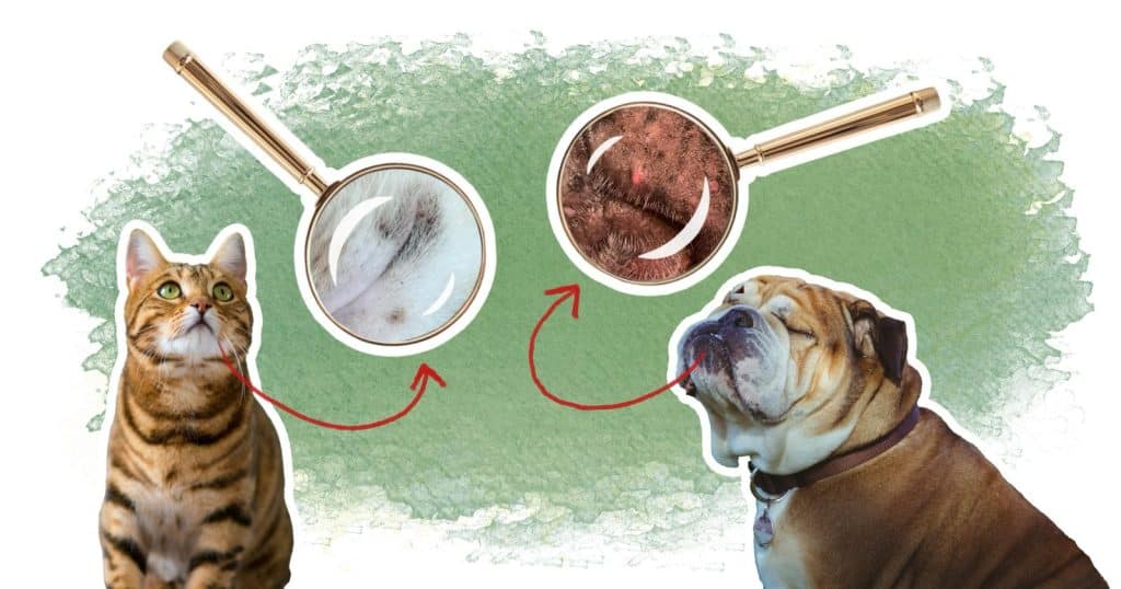 Illustration acné chien chat