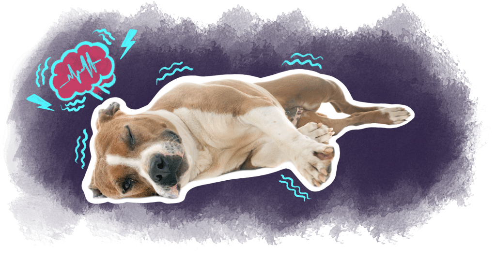 illustration article épilepsie chez le chien et le chat