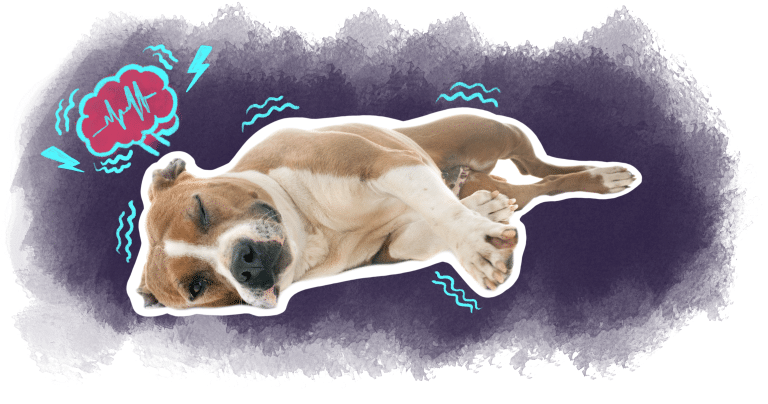 illustration article épilepsie chez le chien et le chat