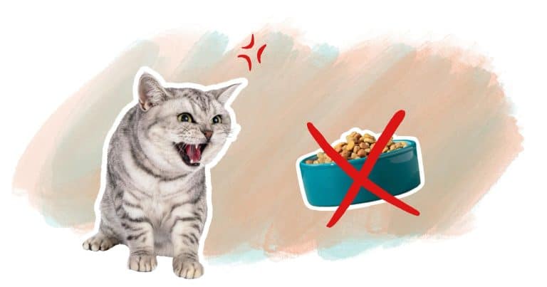chat difficile qui ne veut pas manger sa gamelle astuces conseils