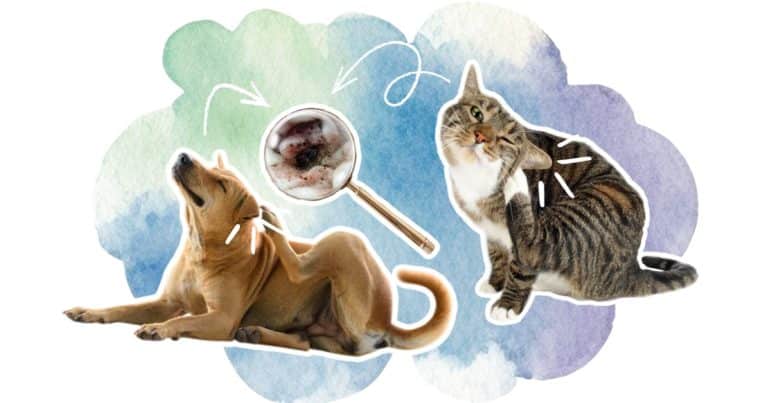 illustration article gale des oreilles chien chat