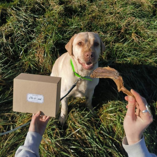 Coffret de friandises pour chiens ailes canard
