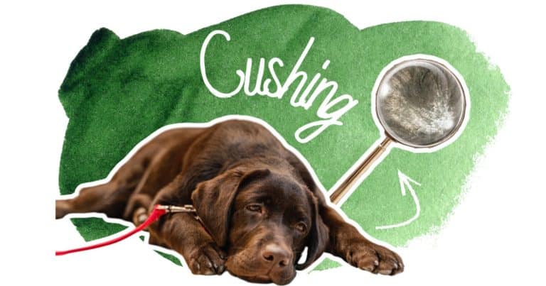 maladie de cushing chien et chat