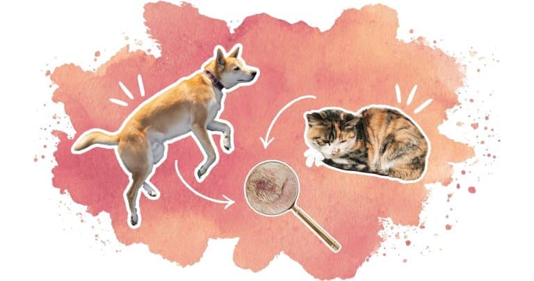 Problèmes de peau et pelage chien chat : guide complet.