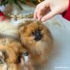 ballotins de friandises naturelles pour chiens et chats - médaillon de truite - 100% poisson