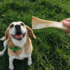 peaux de bœuf friandises chiens mastication naturelle