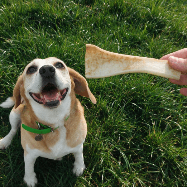 peaux de bœuf friandises chiens mastication naturelle