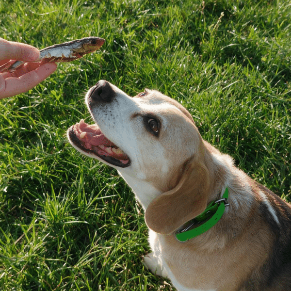 ballotins de sprats -friandises naturelles pour chiens et chats - 100% poisson