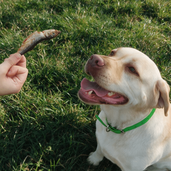 ballotins de sprats -friandises naturelles pour chiens et chats - 100% poisson