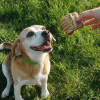 trachées de bœuf friandises chiens mastication naturelle