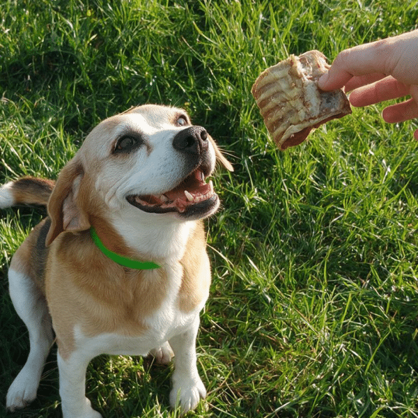 trachées de bœuf friandises chiens mastication naturelle