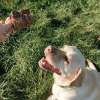 trachées de bœuf friandises chiens mastication naturelle