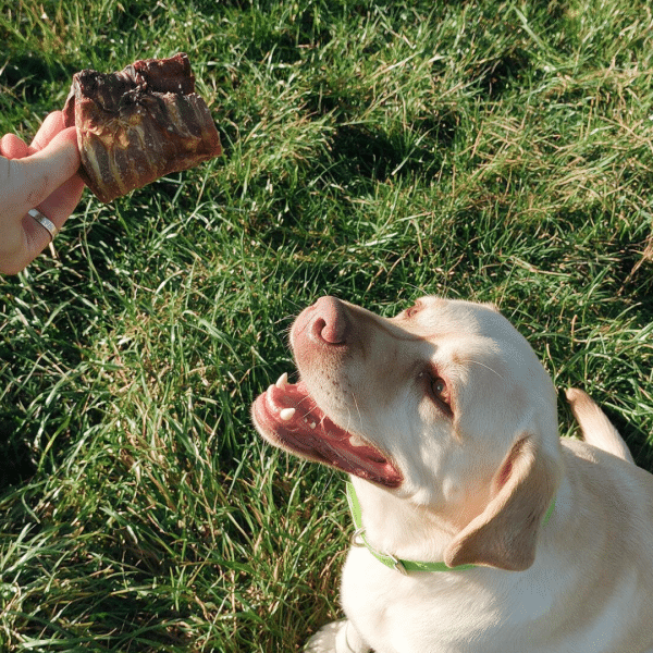 trachées de bœuf friandises chiens mastication naturelle