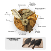 Coffret Appel de l'océan friandises variées pour chiens et chats poisson moules crevette calamar