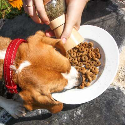 chien mange gamelle complément alimentaire chien croquettes