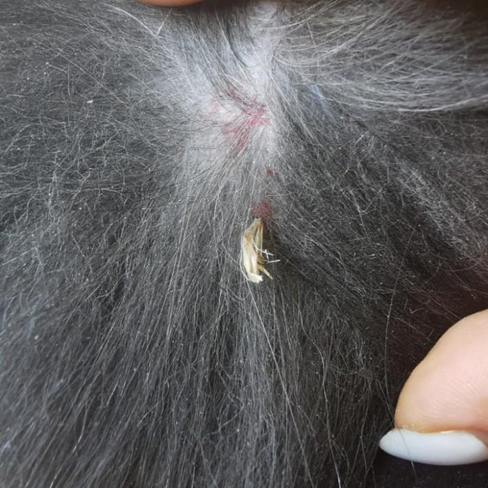 photo épillet chien peau