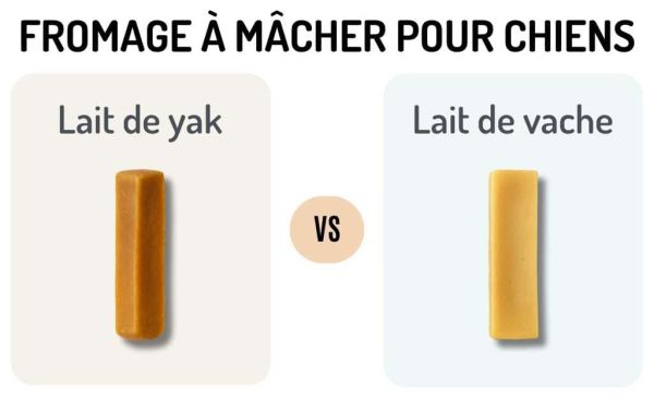 fromage à mâcher pour chiens : lait de yak versus lait de vache